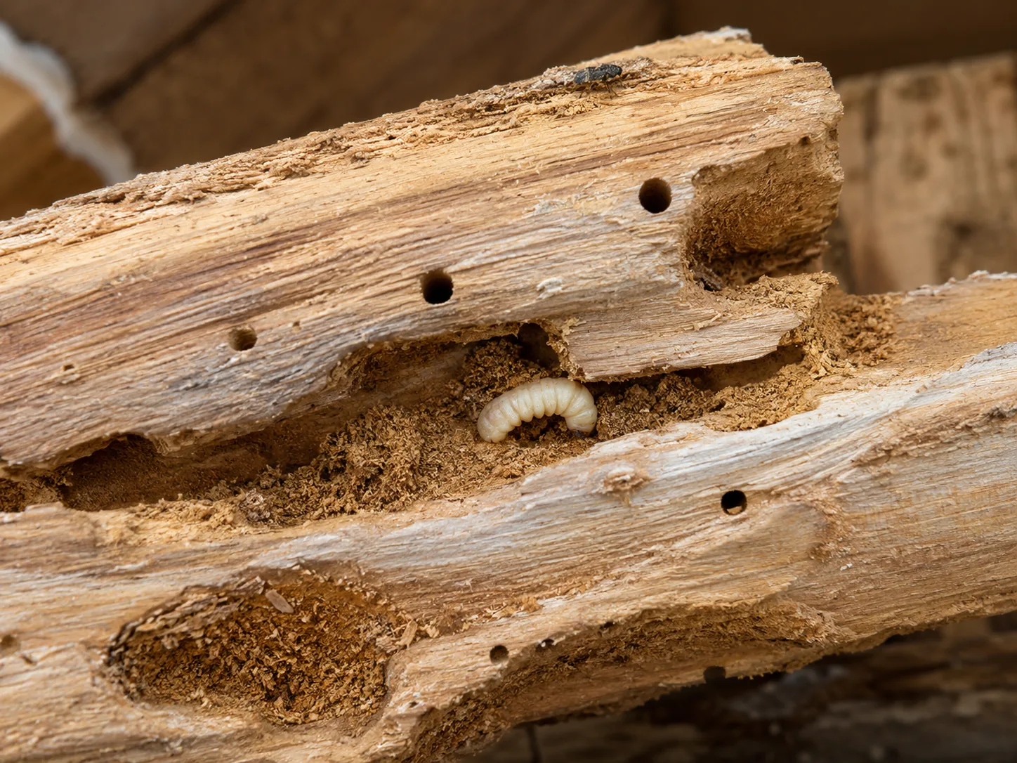 Larve xylophage et bois rongé